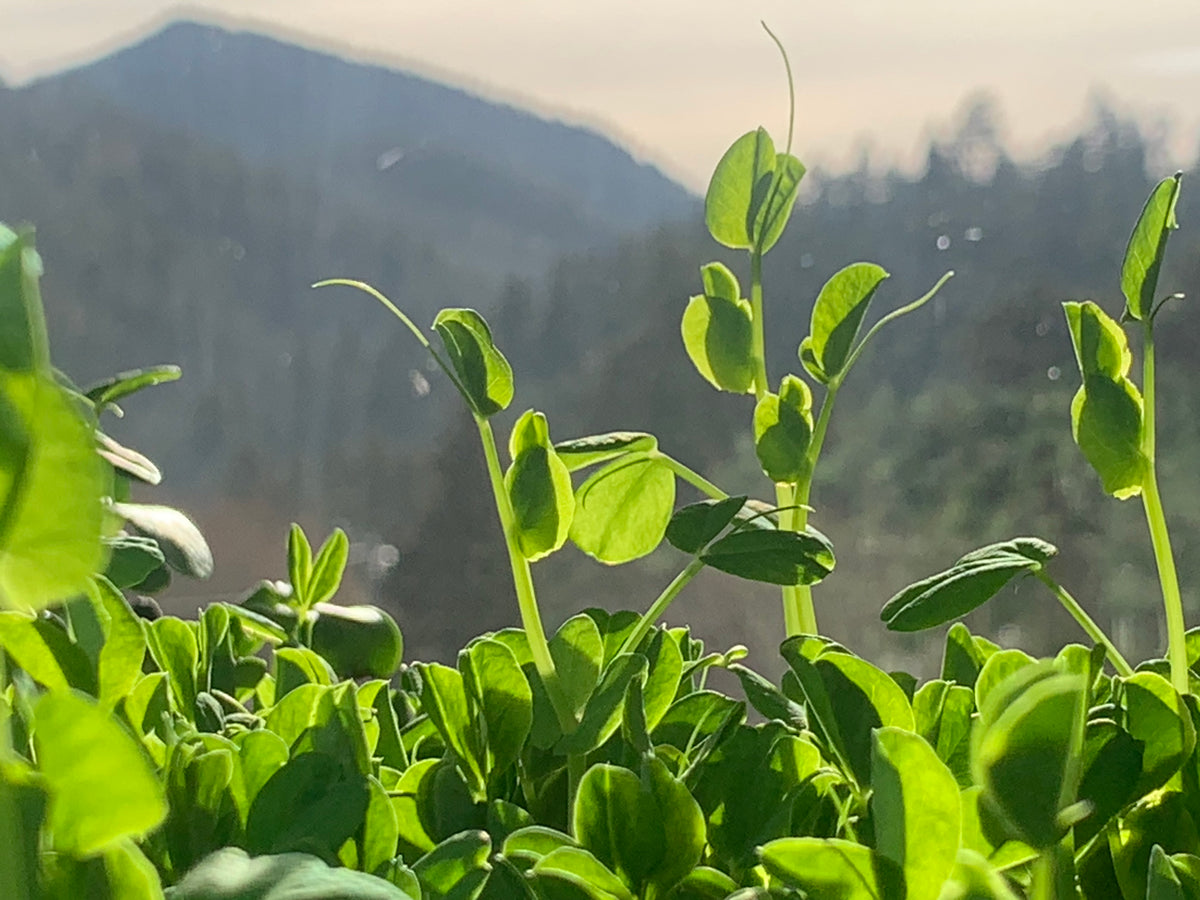 Photo of young pea shoots embracing the first rays of the day