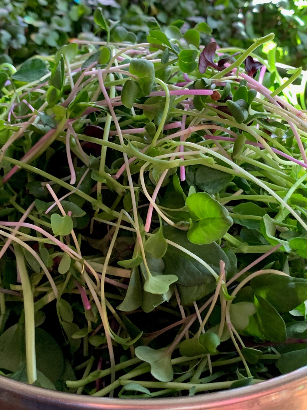 Option B - Free Climb CSA Membership - Stress Buster Microgreen Salad Mix - 3 oz container - You can add this item to any CSA membership or order it alone - Meadowsweet Gifts & Wellness, Morrison, CO - Pick-Up Spot <br> This is our most popular item!